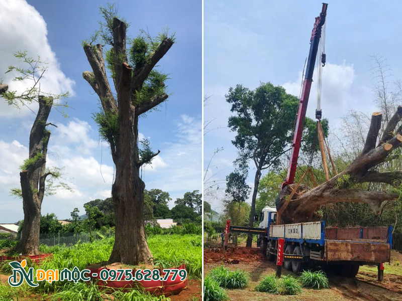Bán và thi công trồng cây me cổ thụ tại Lâm Đồng