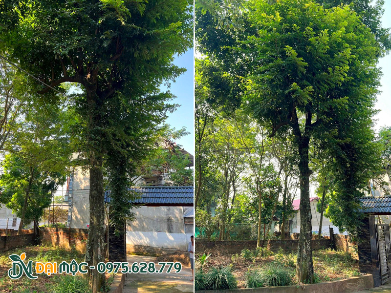 Cây thị lâu năm cao cả chục mét, đường kính gốc gần 50cm