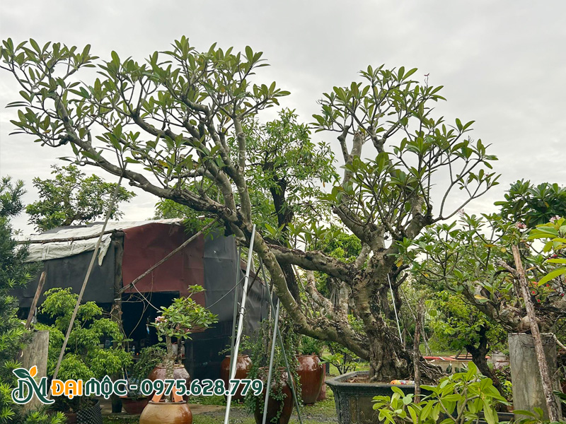 Mua cây hoa đại cổ thụ bonsai thuần chậu, đường kính gốc trên 45cm
