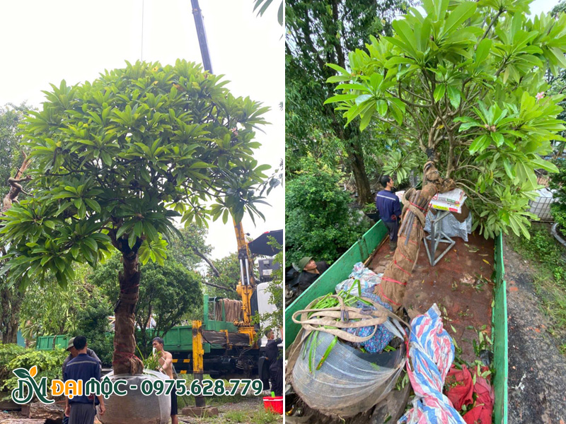 Cẩu xếp cây hoa đại cổ thụ đường kính gốc 40cm lên thùng xe