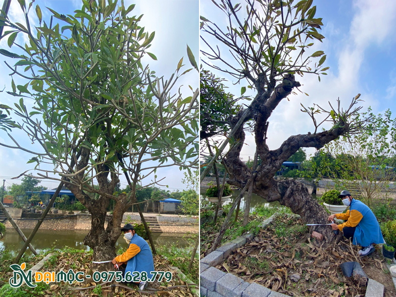 Đo đường kính gốc cây đại vàng cổ thụ tại Hà Nội