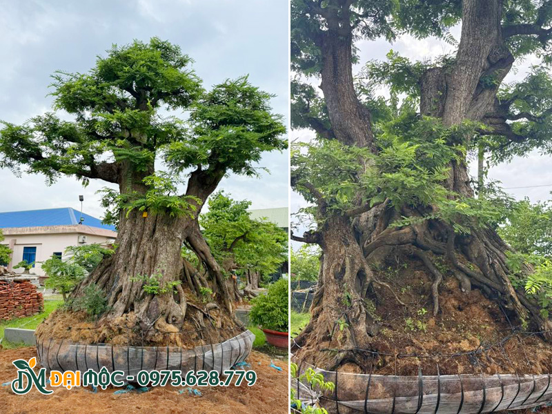 Gốc cây me cổ thụ bonsai dáng độc bản, có một không hai