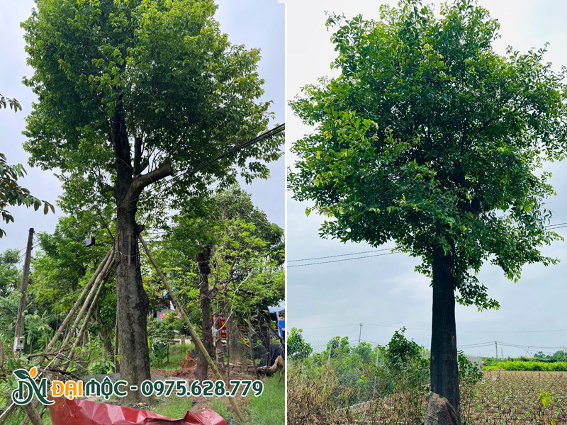 Hình ảnh cây thị cổ thụ đường kính gốc trên 30cm, thoát thân hơn 3m