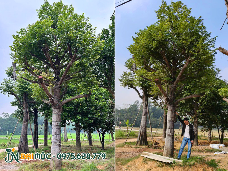 Cây thị cổ thụ đã dâm ủ hơn 1 năm, tay cành đều, thoát thân trên 2m