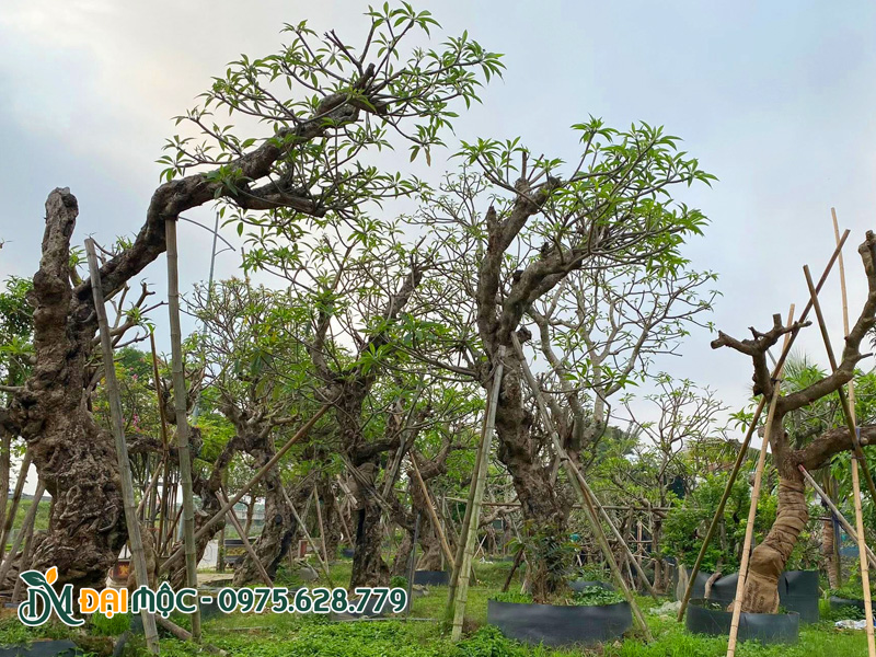 Vườn dưỡng cây hoa đại cổ thụ trong bầu nổi, số lượng gần 100 gốc tại Hải Phòng
