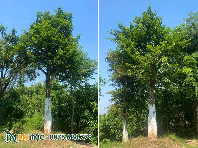 Những cây tại vườn đều được quét vôi định kỳ vào thân (từ gốc lên 1m) để phòng sâu bệnh