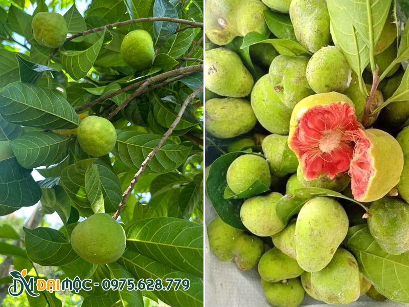 Quả màu xanh nhưng ruột bên trong có màu hồng đậm hoặc đỏ hồng
