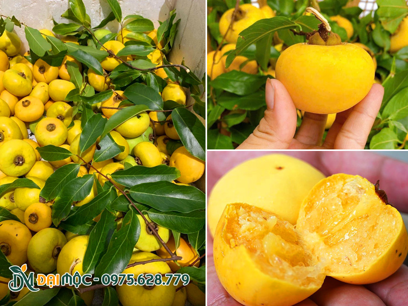 Quả cây thị cổ thụ đã chín vàng