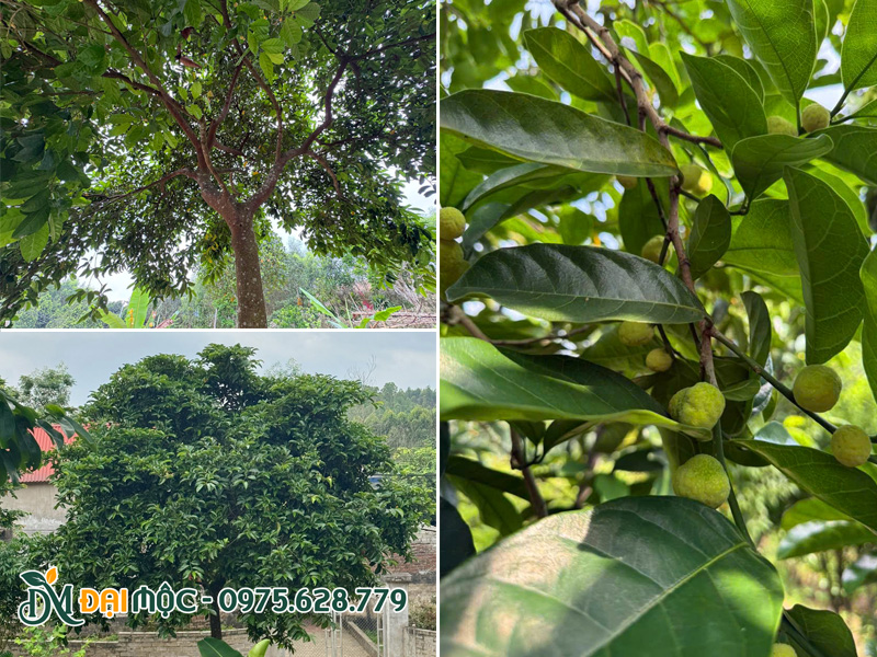 Tán lá xanh mướt, đường kính lên đến hàng chục mét, mang đến bóng mát cho không gian