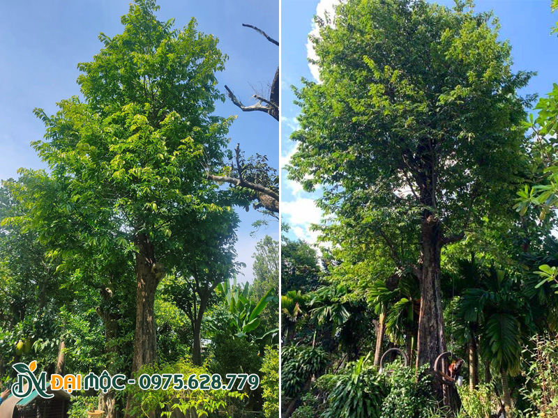 Trồng cây thị cổ thụ trong sân vườn biệt thự lớn