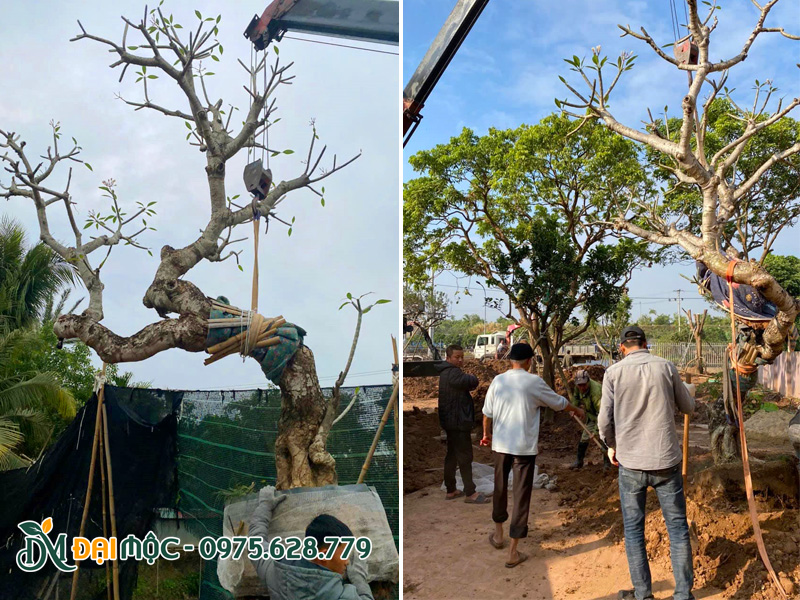 Thi công trồng cây hoa đại cổ thụ dáng xiêu độc bản cho khách hàng ở Hải Phòng