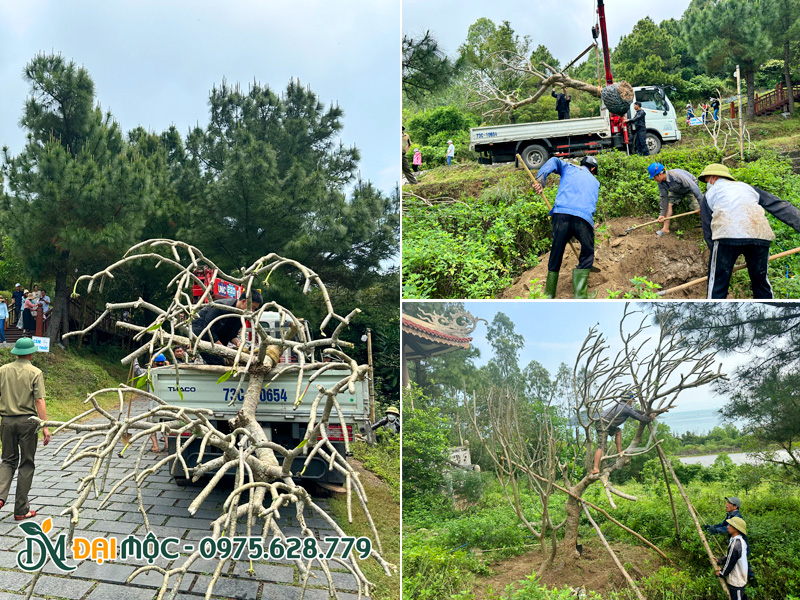 Một cây đại vàng cổ thụ trồng dọc lối đi bộ lên khu nhà thờ