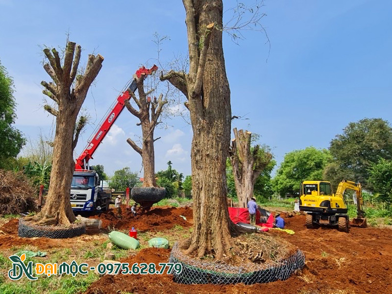 Trồng dâm ủ 5 cây me cổ thụ vanh gốc từ 300cm trở lên
