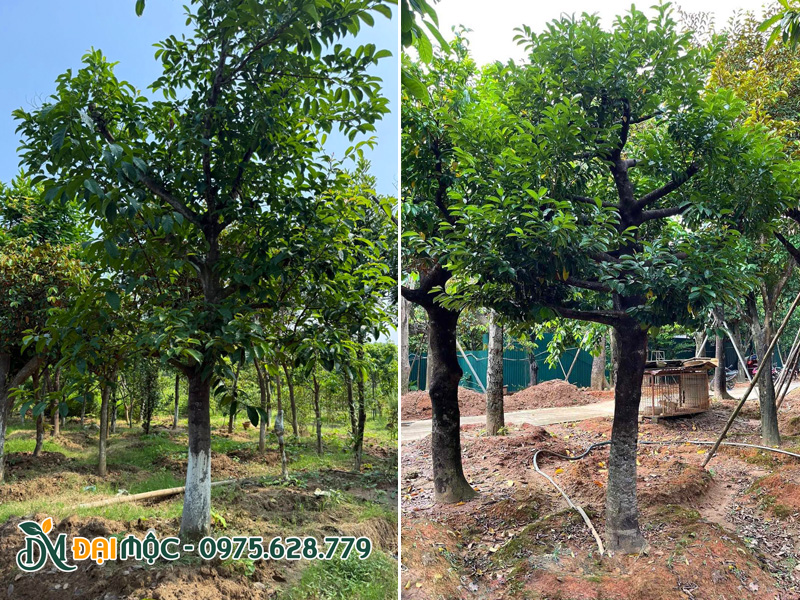 Cây được dưỡng ủ kỹ trong bầu đất nổi tại Hưng Yên