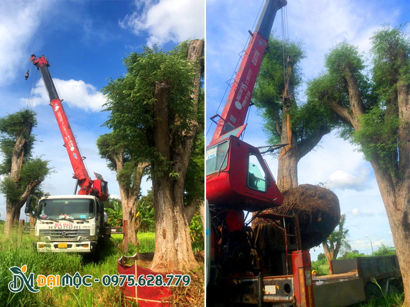 Cẩu xếp cây me đại thu vanh gốc hơn 200cm lên xe cẩu tự hành tải trọng lớn