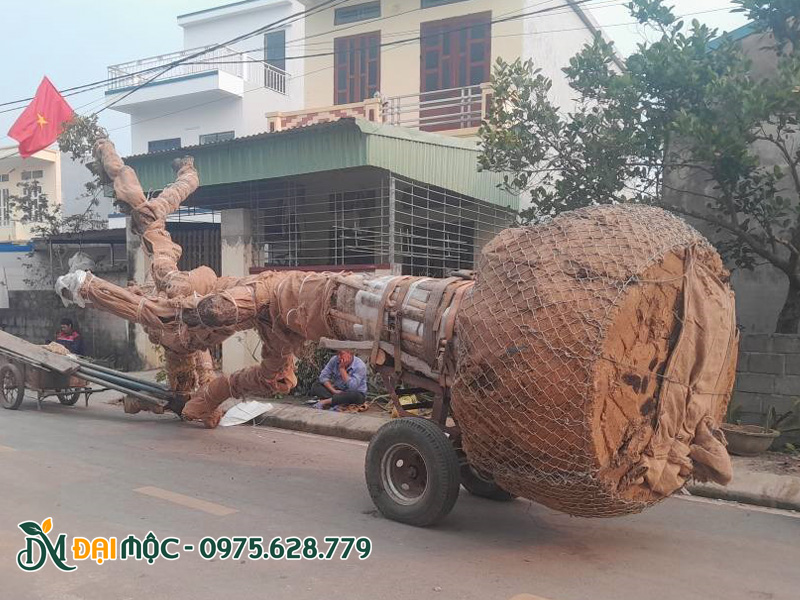 Vận chuyển cây thị cổ thụ kích thước đồ sộ, đường kính bầu gần 2m
