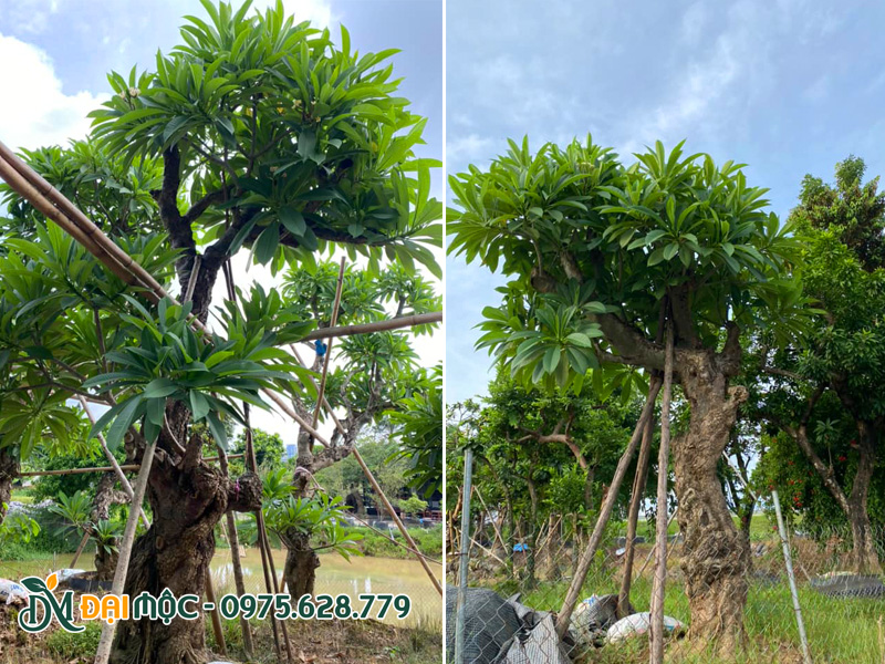 Những gốc cây hoa đại vàng, đại hồng cổ thụ đường kính gốc trên 40cm