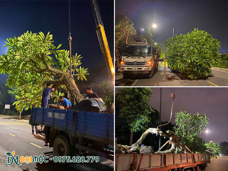 Công nhân và đội xe làm việc ca đêm để kịp giao cây cho khách