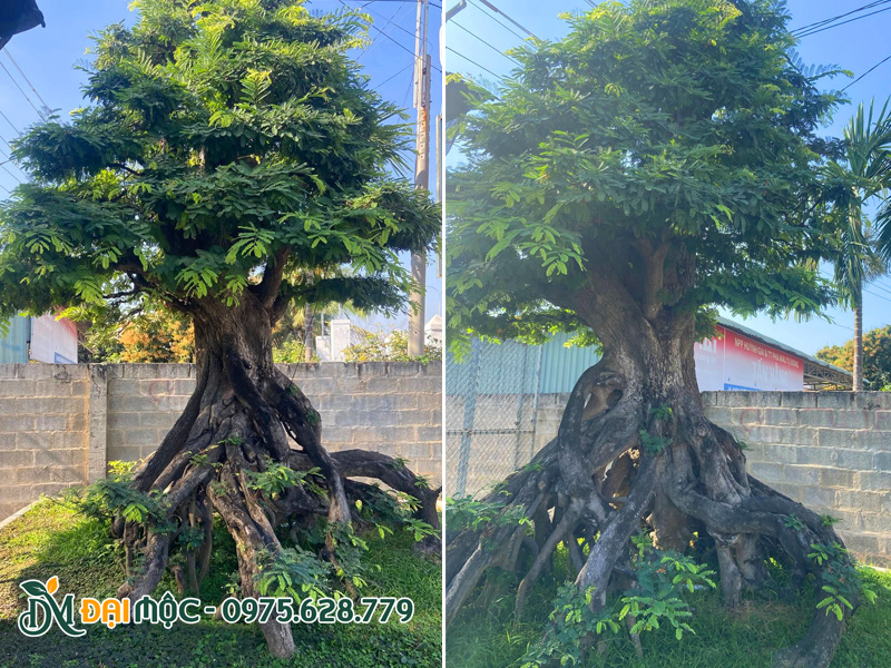 Cây me cổ thụ bonsai trồng tiểu cảnh sân vườn biệt thự