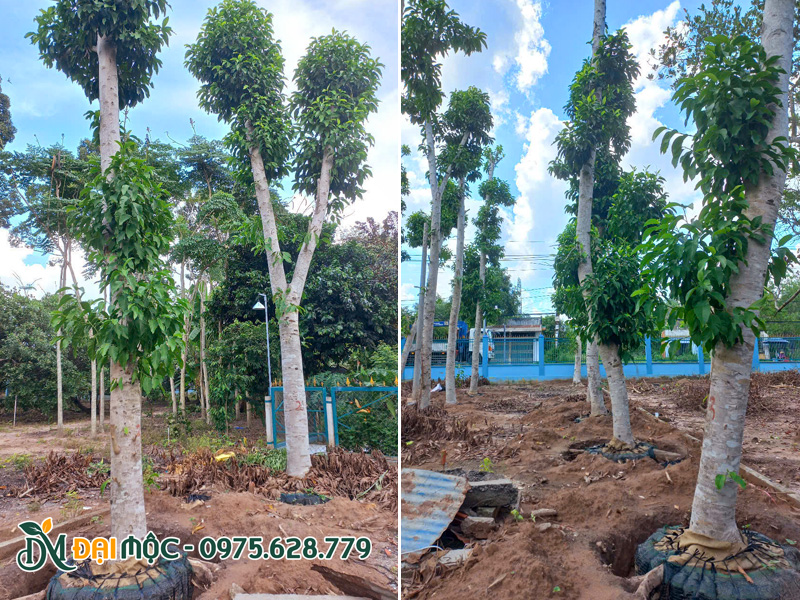 Vườn số lượng lớn cây ngọc lan lâu năm được dưỡng ủ bầu chìm