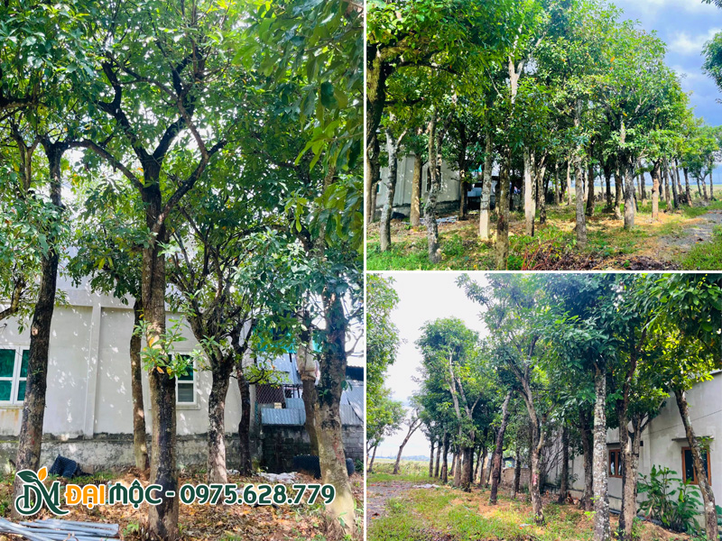 Bãi dưỡng ủ lộc vừng lâu năm ở Hà Nội, cây đường kính gốc 30 - 40cm