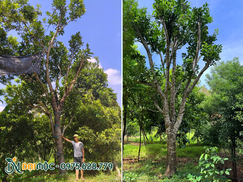 Cây bưởi đại thụ vanh gốc 150cm, cao hơn 6m