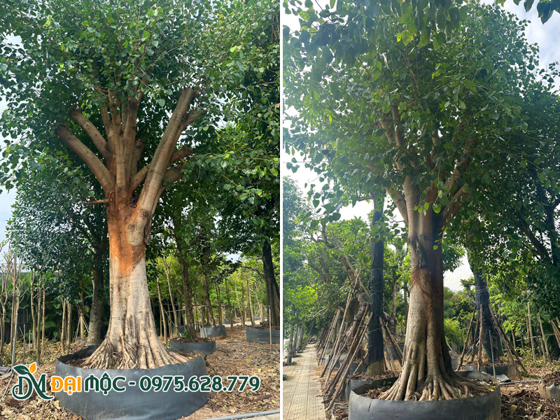 Cây bồ đề cổ thụ vanh gốc 240cm đang dưỡng tại Hà Nội