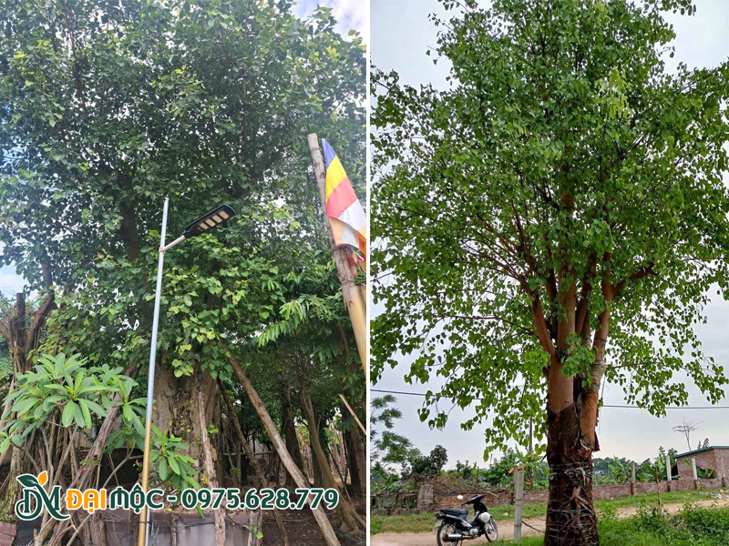 Vườn ủ dưỡng cây bồ đề cổ thụ tại Hà Nội