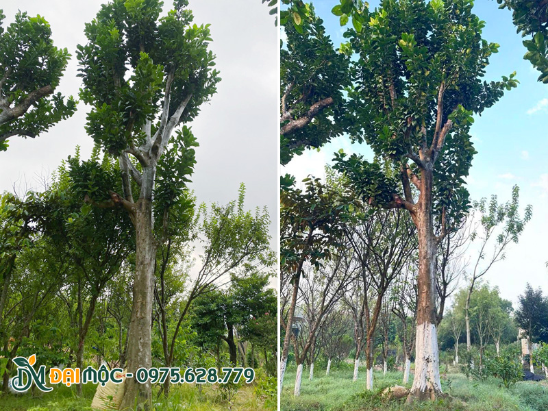 Vườn dưỡng ủ cây bưởi cổ thụ cao 5 - 6m