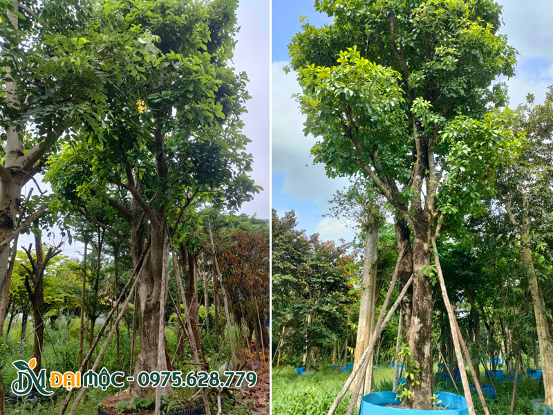 Bãi dưỡng ủ cây lộc vừng cổ thụ