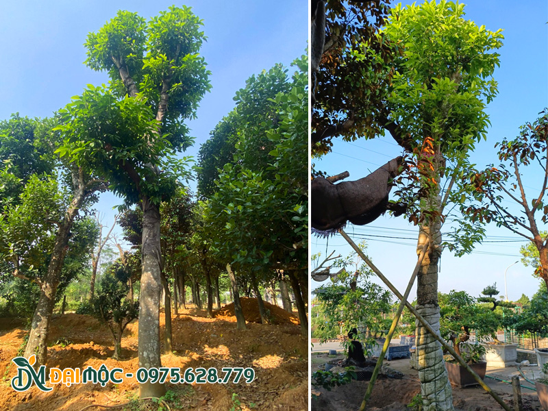 Gốc cây ngọc lan cổ thụ đường kính 40 - 50cm