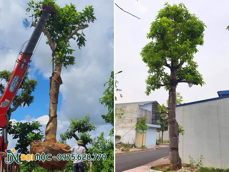 Trồng và bảo hành sống cho cây từ 6 tháng - 1 năm