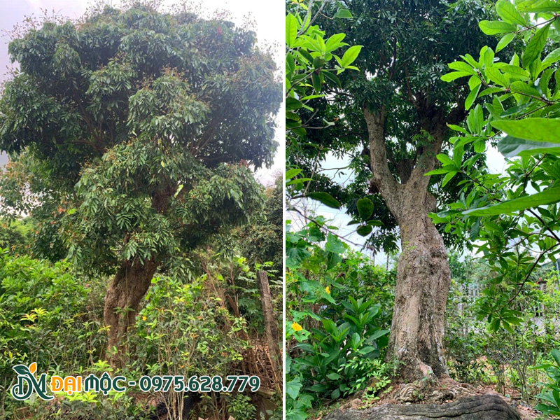Nhãn cổ thụ sẵn hoa, sẵn quả