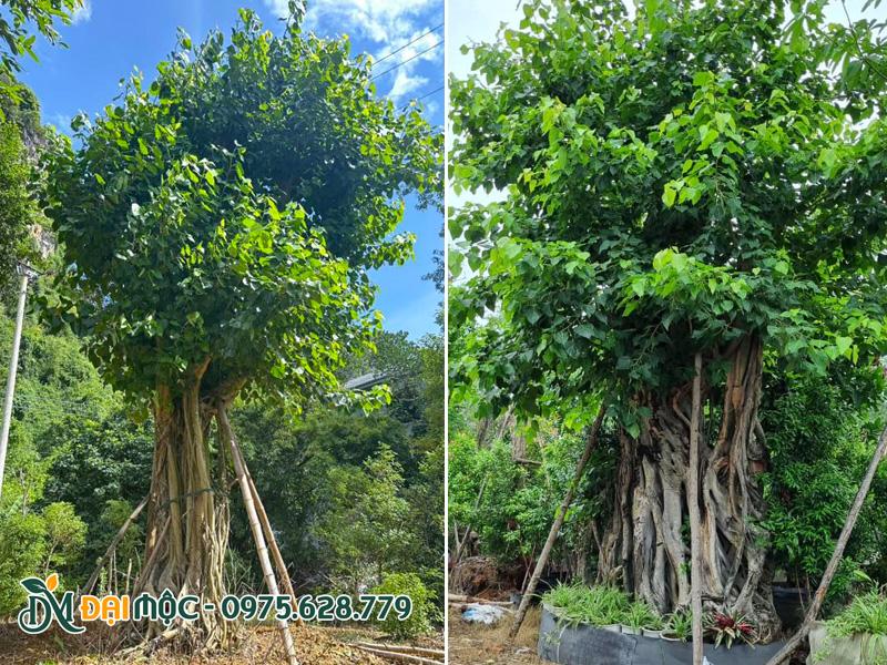 Bãi dâm ủ những gốc cây bồ đề cổ thụ dáng đẹp