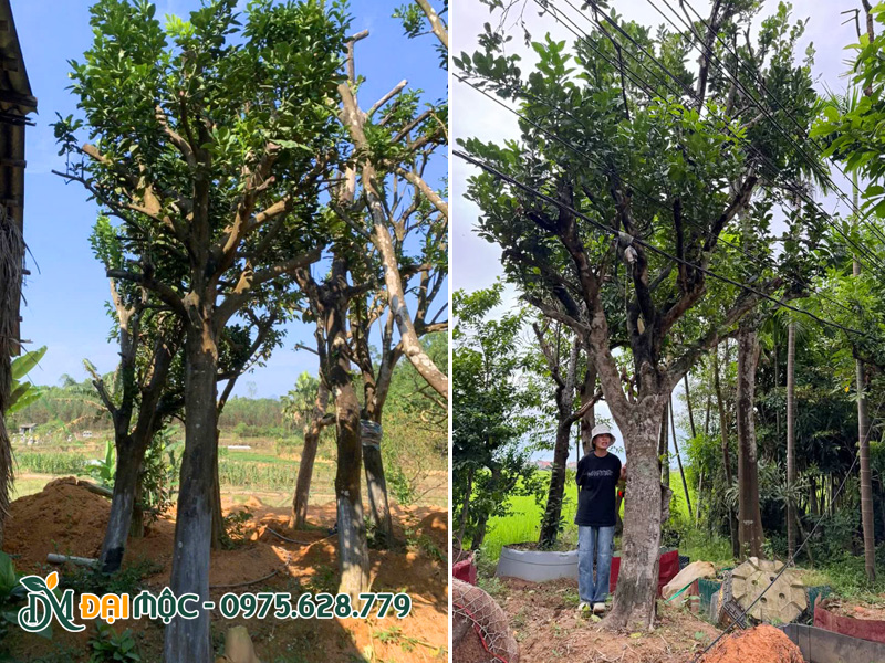Bãi dưỡng ủ cây bưởi cổ thụ tại Hưng Yên