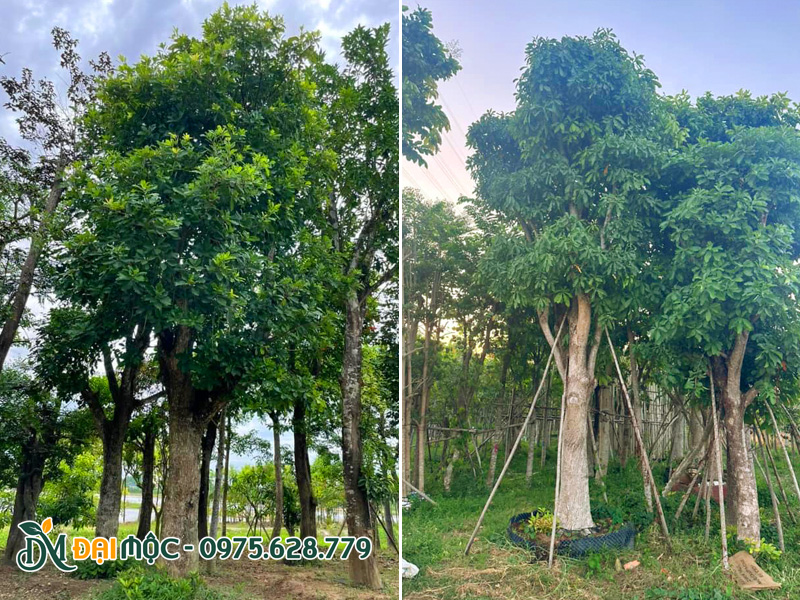 Gốc lộc vừng đại thụ đã dâm ủ nhiều năm, thoát thân thẳng, tán đều và đẹp