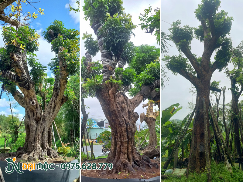Những gốc cây nhãn cổ thụ cả trăm năm tuổi