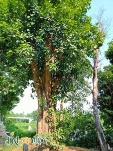 Cây bồ đề cổ thụ đẹp đang dưỡng tại vườn ở Hưng Yên