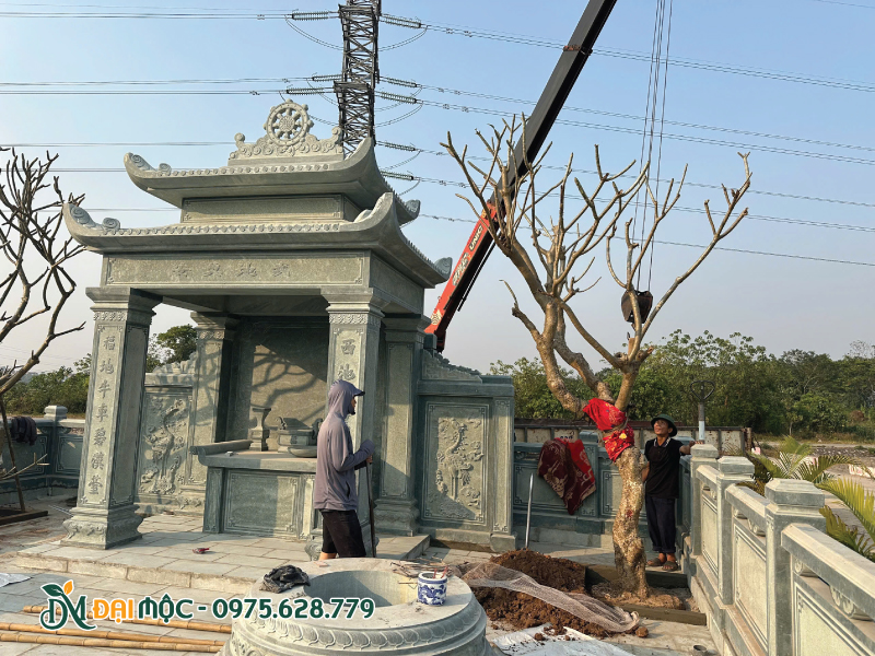Hạ bầu cây hoa đại cổ thụ vào hố trồng