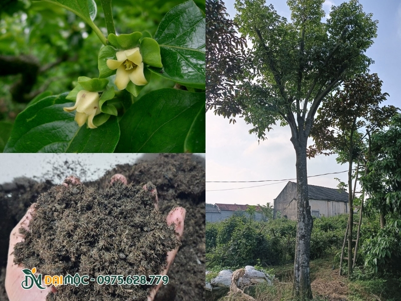 Bón phân hữu cơ cho cây thị cổ thụ