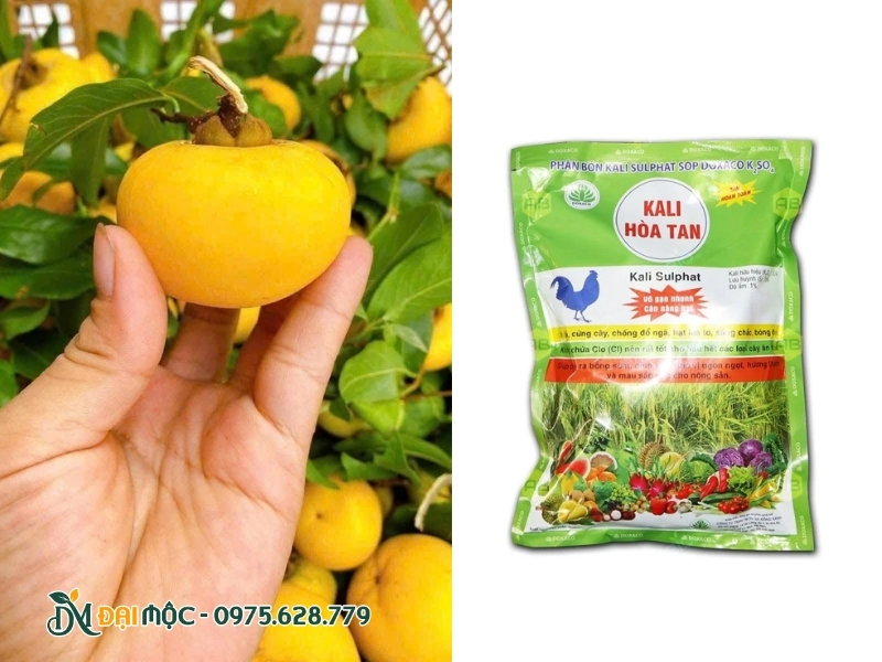 Phân Kali Sunfat giúp quả có màu đẹp và thơm