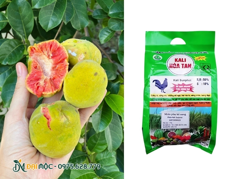 Dùng phân bón tạo màu cho cây chay ruột đỏ cổ thụ