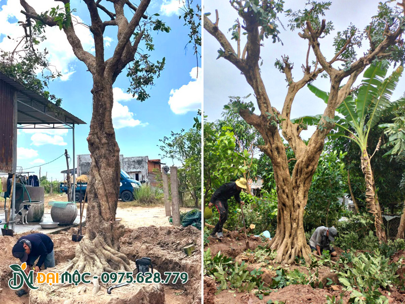 Công nhân tiến hành cắt rễ, bứng bầu cây nhãn cổ thụ