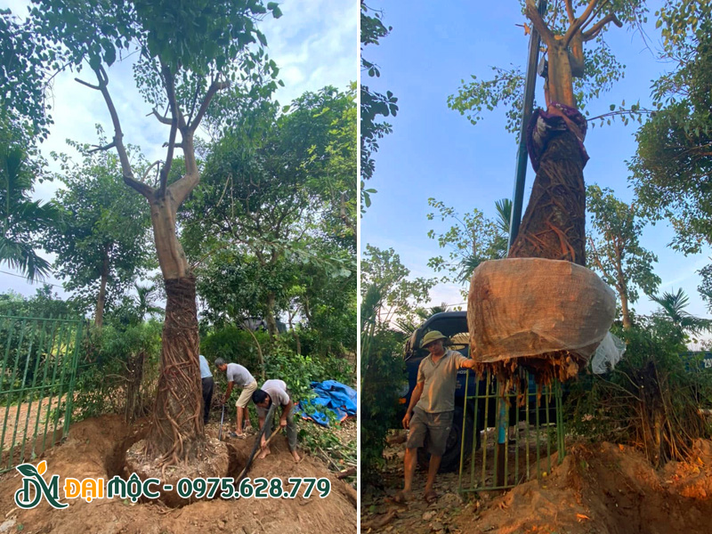 Bứng và bó bầu một gốc bồ đề cổ thụ vanh gốc hơn 180cm