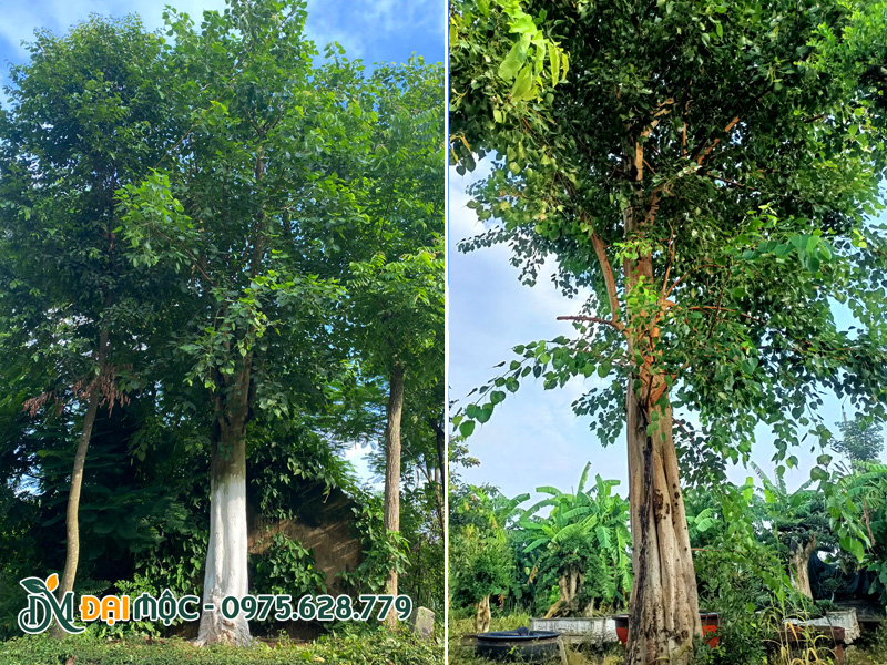 Cây được cắt tỉa, quét vôi lên thân để phòng trừ sâu bệnh hại