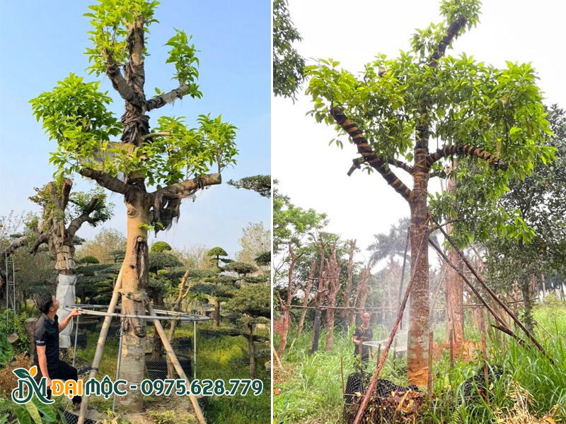 Chăm sóc và tưới nước ngọc lan mới trồng