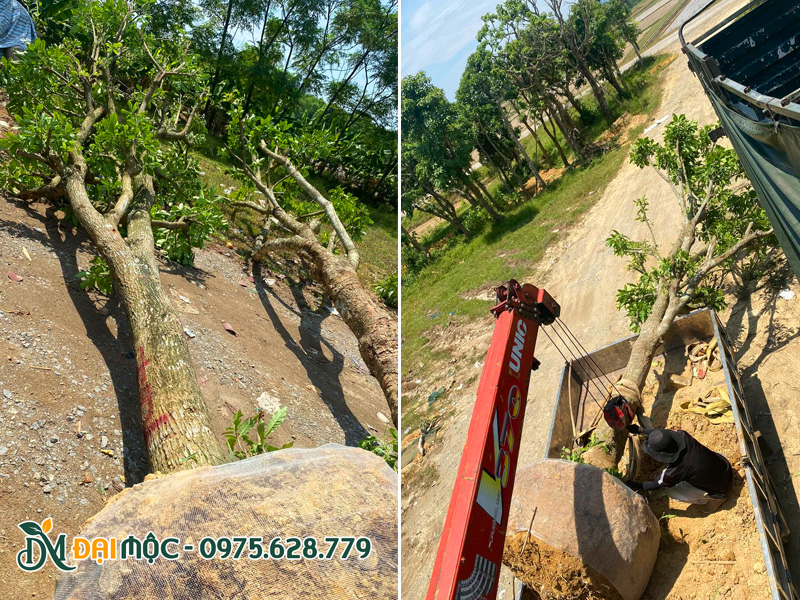 Gốc cây lộc vừng cổ thụ đường kính gốc 35cm, bầu chắc chắn được bọc lưới kỹ càng