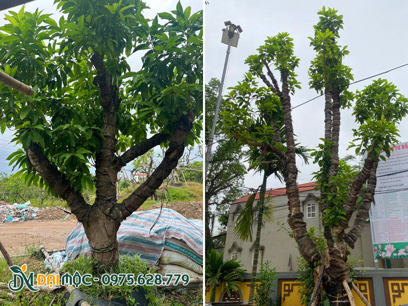 Gốc cây ngọc lan cổ thụ thoát thân cao hơn 1m, tay cành phân bổ đều