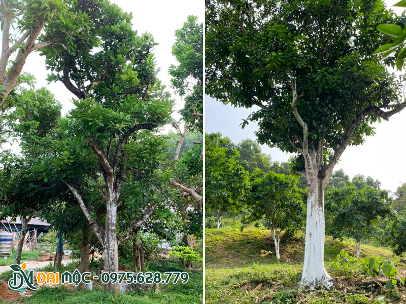 Cây bưởi cổ thụ đường kính gốc hơn 40cm