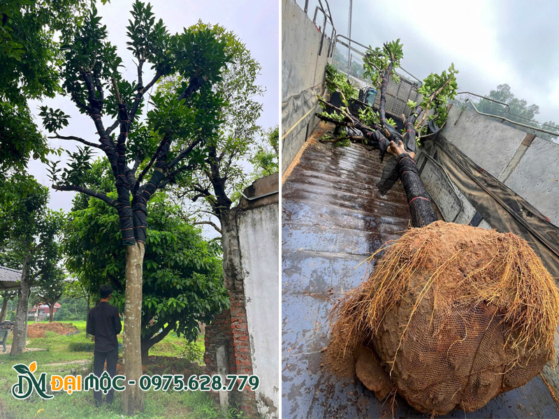 Gốc cây bưởi cổ thụ mới bốc lên xe, rễ cam đang mọc ra tua tủa